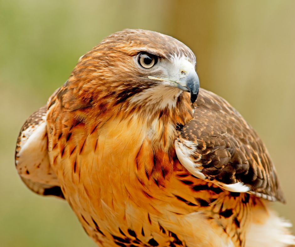 Birds of Prey Program with North Sky Raptor Sanctuary | Crystal ...